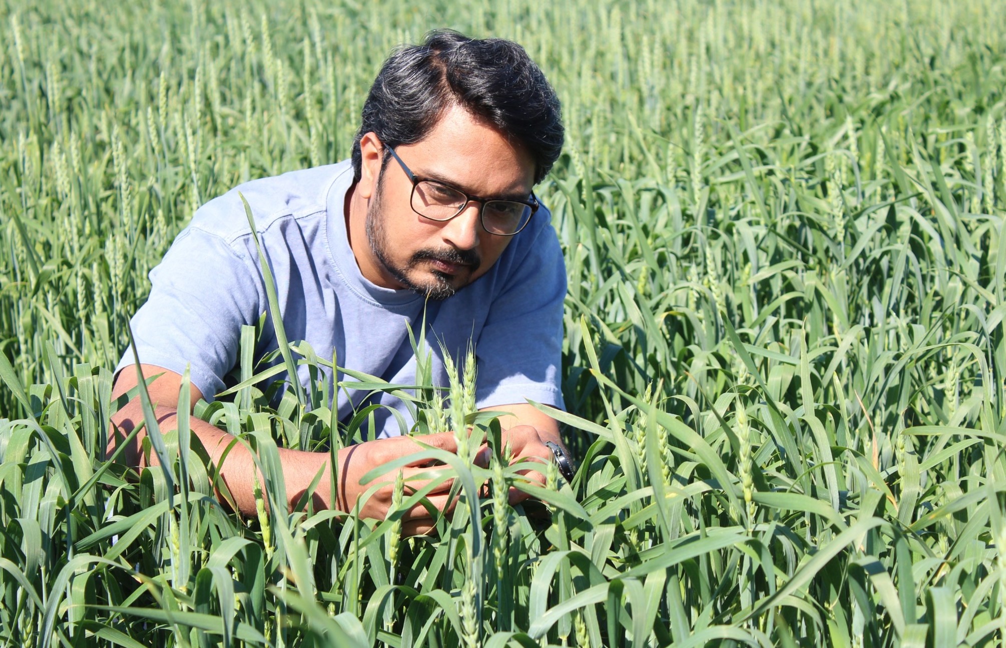 Prof. Dr. Aakash Chawade in the wheat field